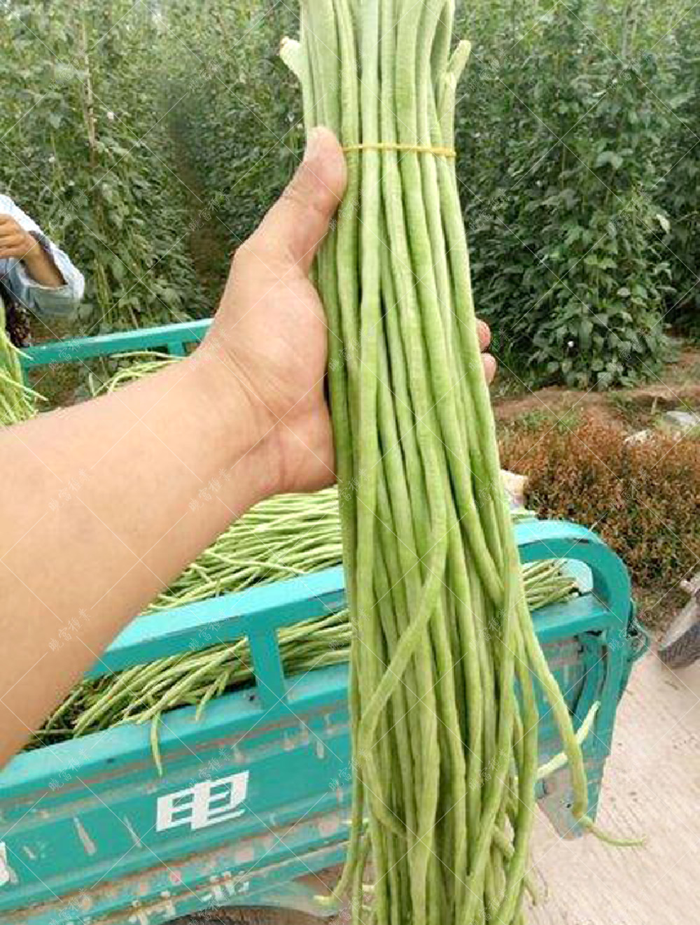 1557986393562309.jpg 53.jpg