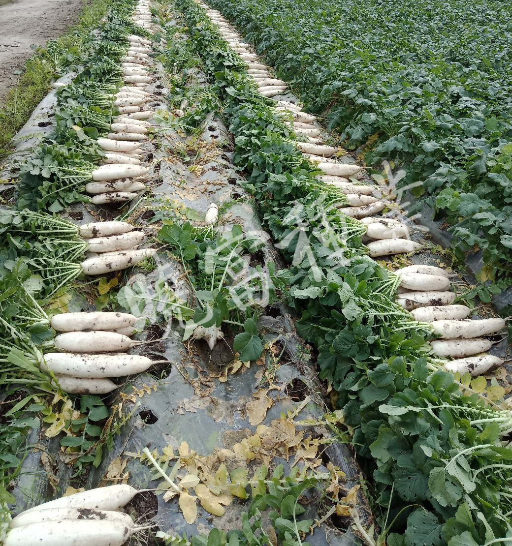 1585790065801597.jpg 06.jpg